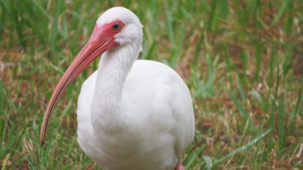 Types Of White Birds In Florida